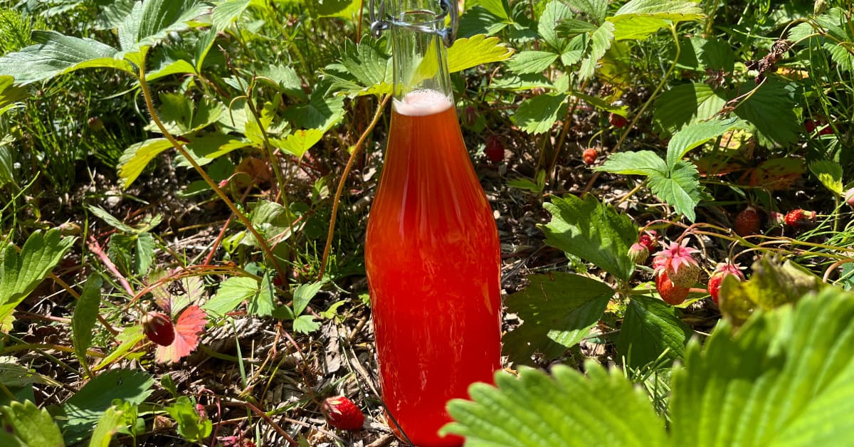 aardbeien-kvass gefermenteerde dorstlesser