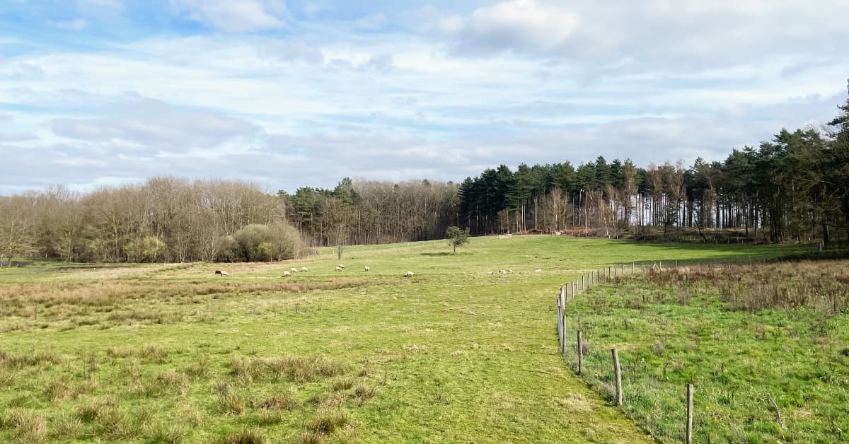Stoppen met piekeren: waarom wilskracht niet werkt (en wat wél)