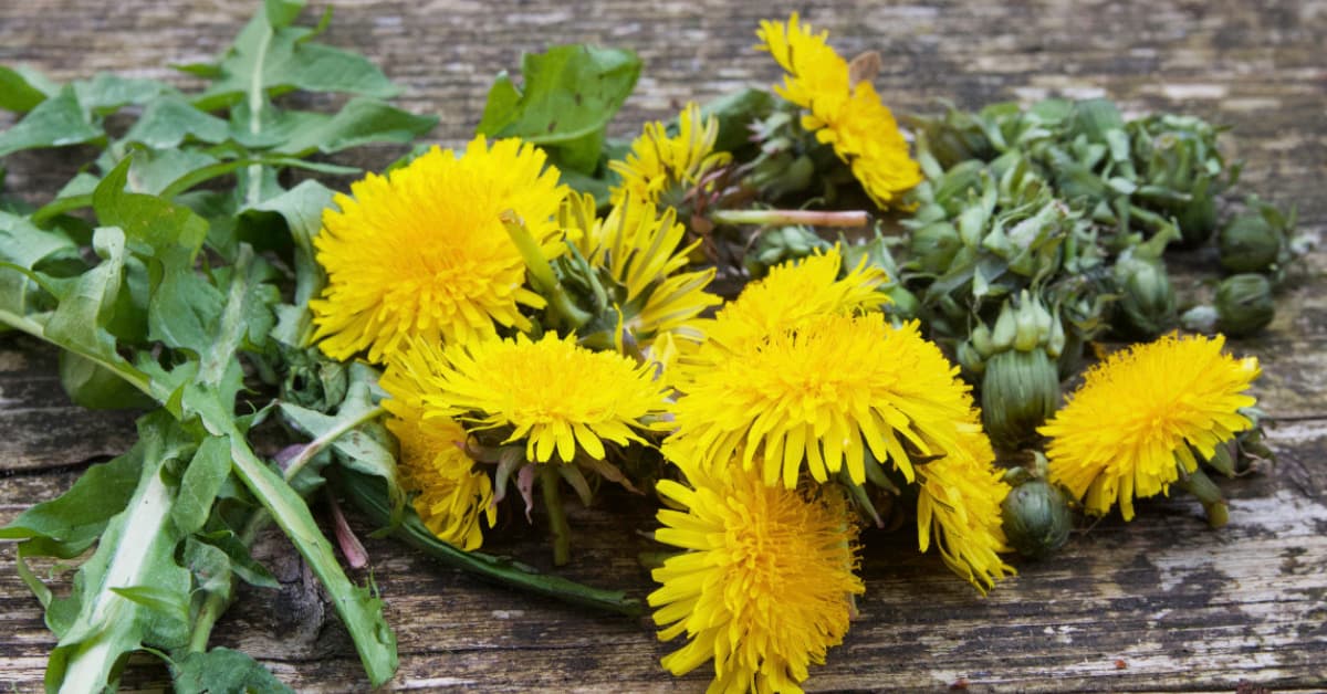 Paardenbloemen recepten met blad, bloem en wortels