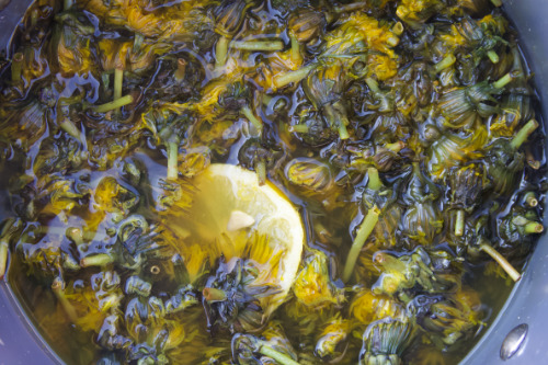 Paardenbloem koken met citroen